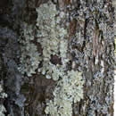 lichen and moss photography contest